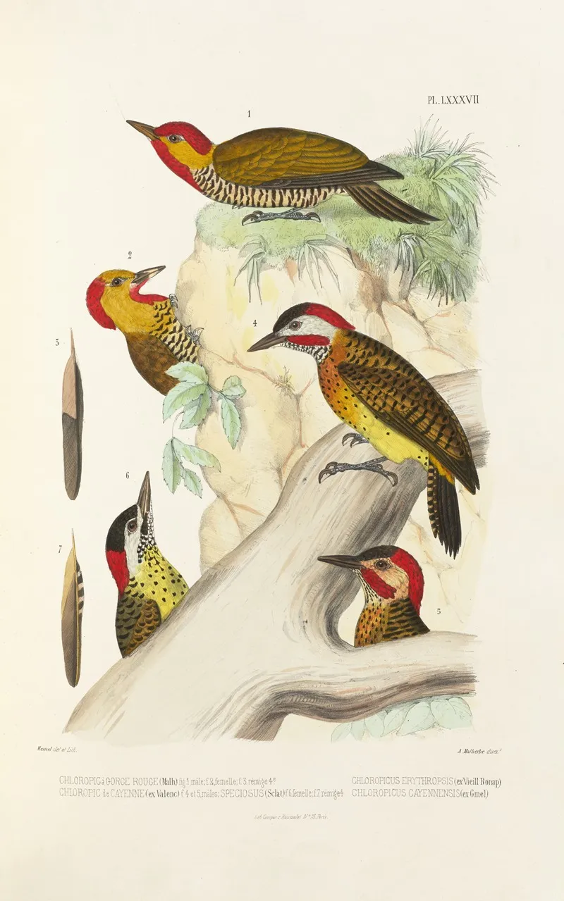 Monographie Des Picidees Pl26 Wall Art by Alfred Malherbe - High-Resolution Digital Print
