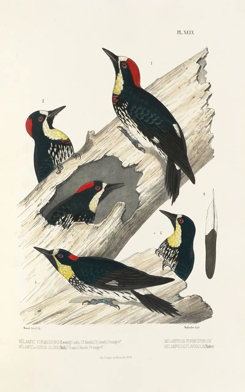 Monographie Des Picidees Pl28 Wall Art by Alfred Malherbe - High-Resolution Digital Print