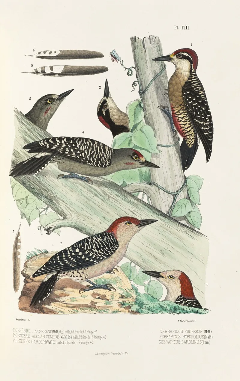 Monographie Des Picidees Pl32 Wall Art by Alfred Malherbe - High-Resolution Digital Print