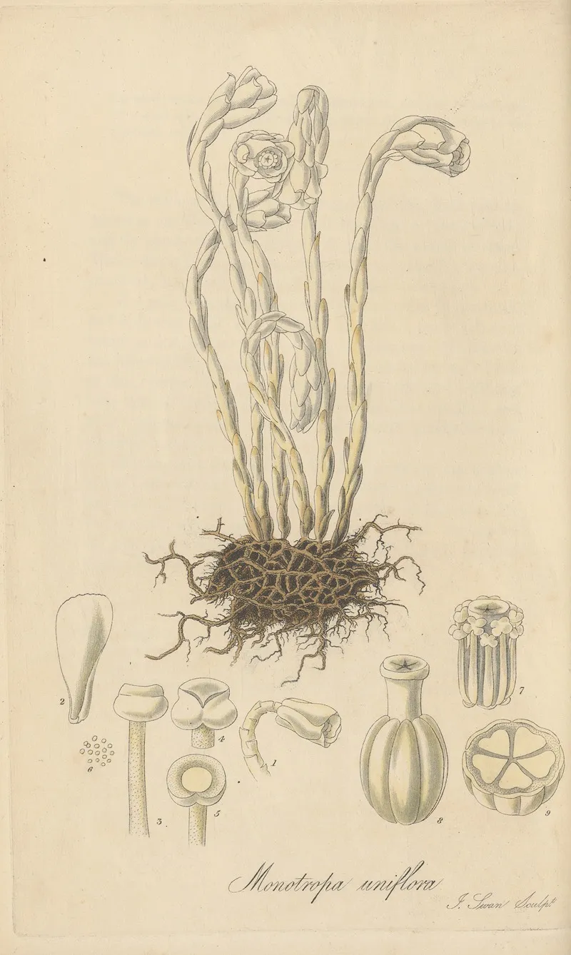 Monotropa Uniflora Wall Art by William Jackson Hooker - High-Resolution Digital Print