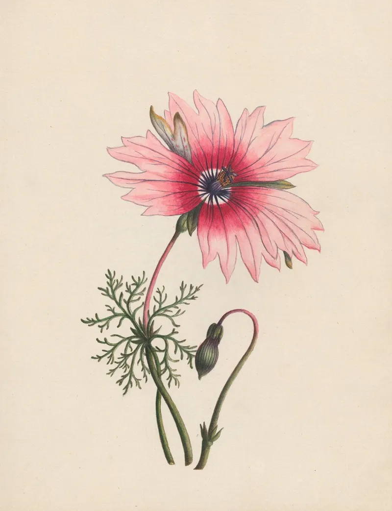 Monsonia Cape Of Good Hope Wall Art by R. B. F. - High-Resolution Digital Print
