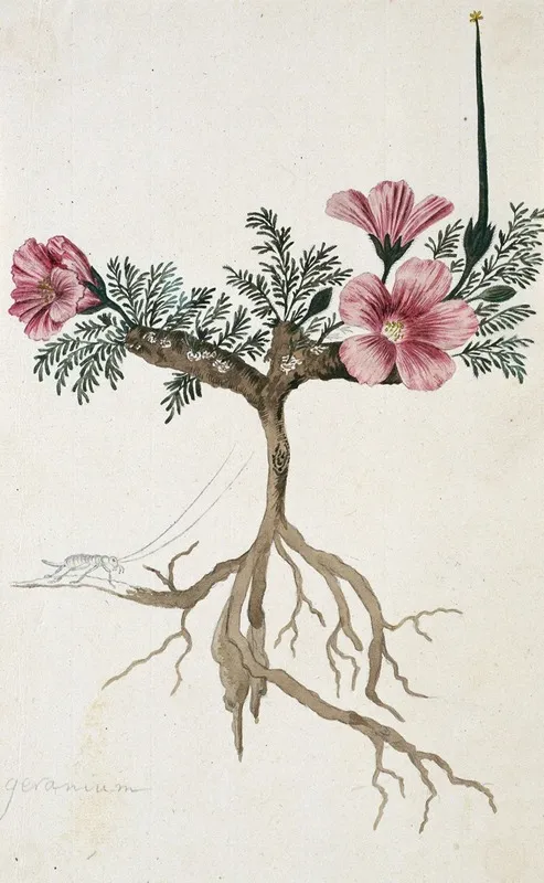 Monsonia Multifidum E Mey Ex Kunth Met Een Insect Wall Art by Robert Jacob Gordon - High-Resolution Digital Print