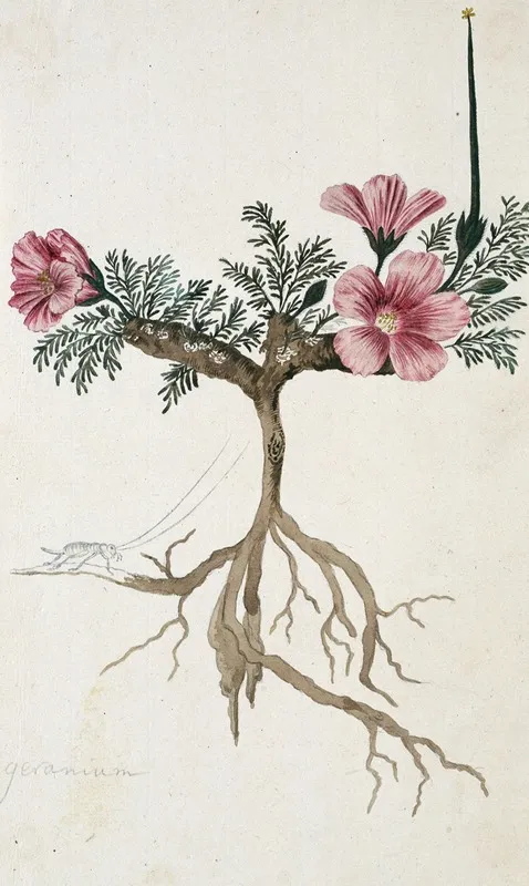 Monsonia Multifidum E Mey Ex Kunth With An Insect Wall Art by Robert Jacob Gordon - High-Resolution Digital Print