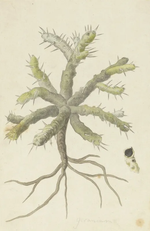 Monsonia Patersonii Or Monsonia Sp Wall Art by Robert Jacob Gordon - High-Resolution Digital Print