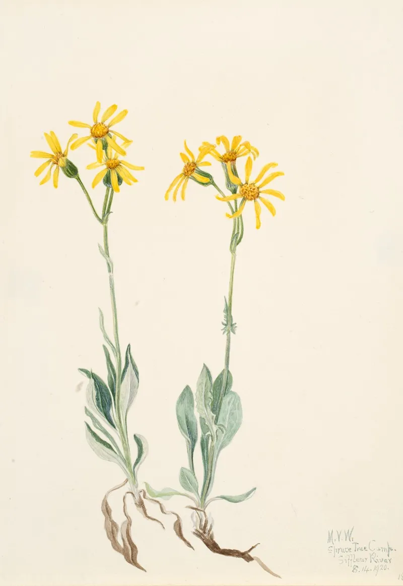 Montana Parnassia Parnassia Montanesis