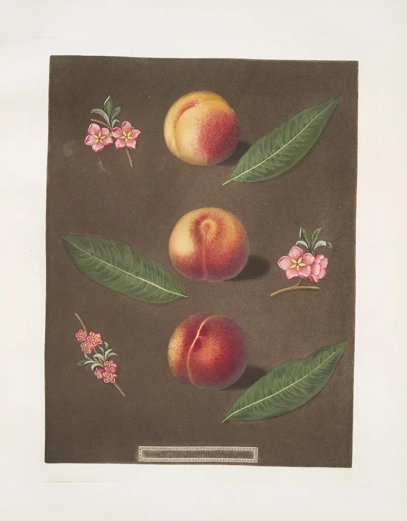 Montauban Gross Minion And The Old Royal George Peaches Wall Art by George Brookshaw - High-Resolution Digital Print