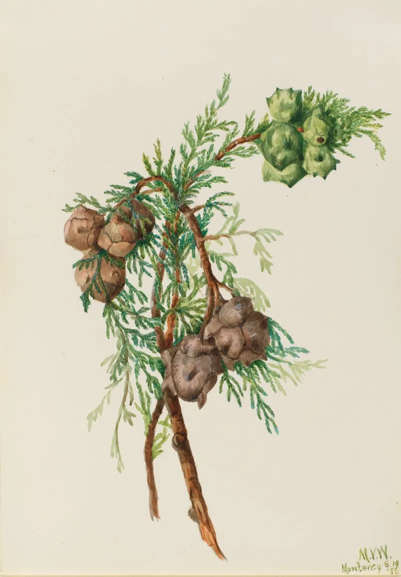 Monterey Cypress Cupressus Macrocarpa