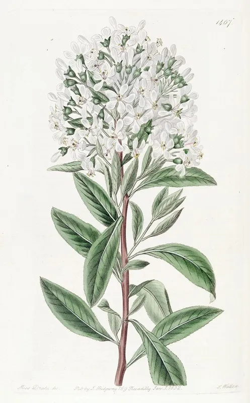 Montevideo Escallonia Wall Art by Sydenham Edwards - High-Resolution Digital Print