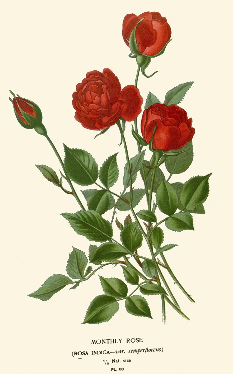 Monthly Rose Wall Art by Edward Step - High-Resolution Digital Print