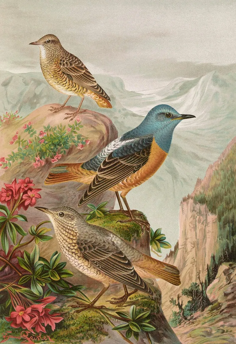 Monticola Saxatilis Wall Art by Johann Friedrich Naumann - High-Resolution Digital Print