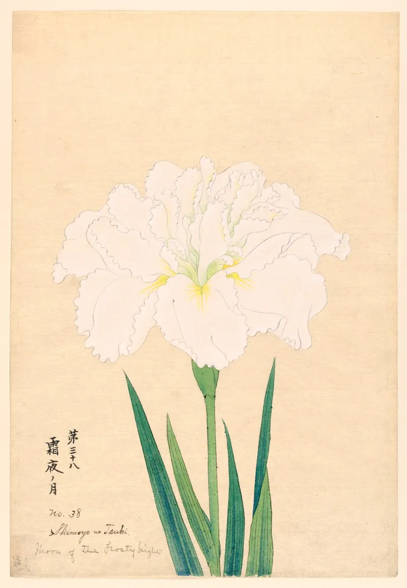 Moon Of The Frosty Night Shimoyo No Tsuki