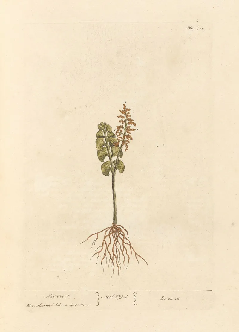Moonwort Wall Art by Elizabeth Blackwell - High-Resolution Digital Print