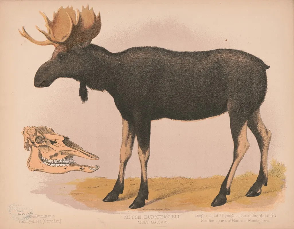 Moose European Elk Alces Malchis