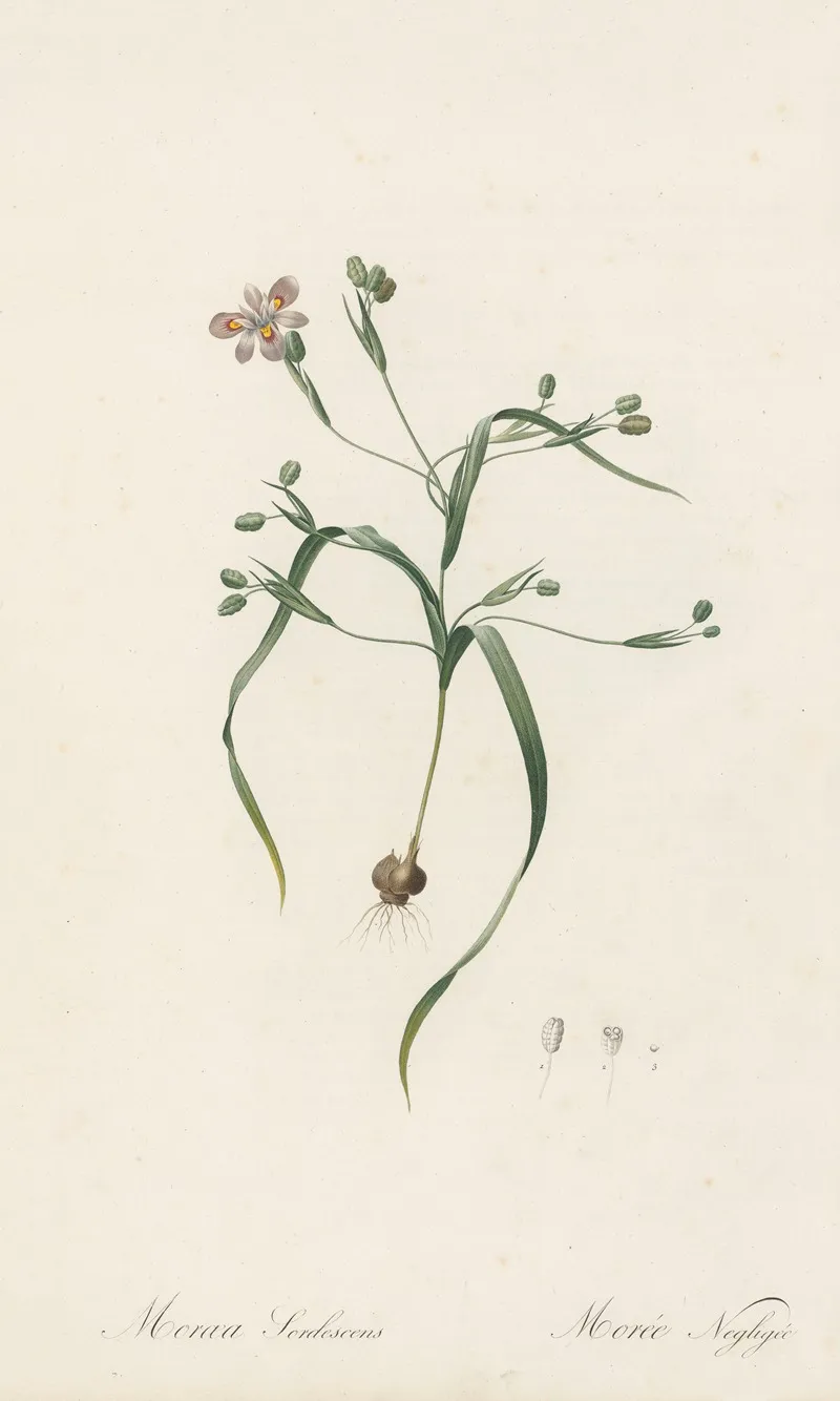 Moraea Sordescens 2 Wall Art by Pierre Joseph Redouté - High-Resolution Digital Print
