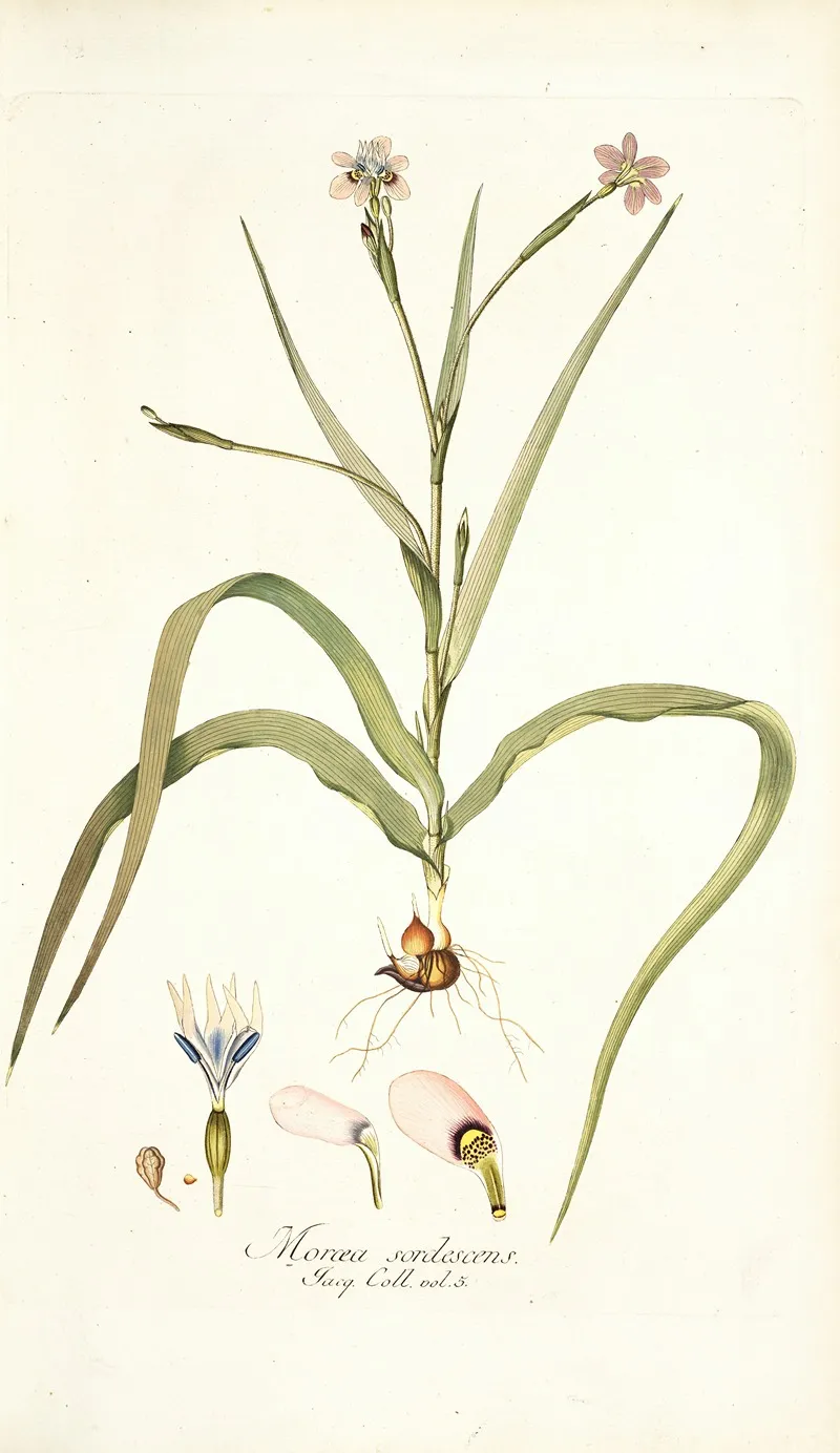 Moraea Sordescens Wall Art by Nikolaus Joseph Freiherr von Jacquin - High-Resolution Digital Print