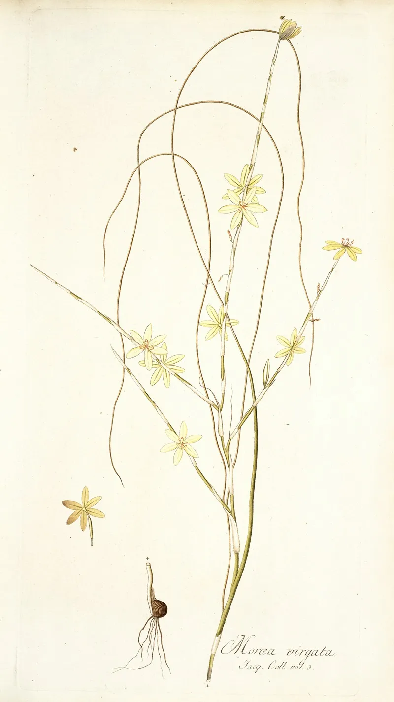 Moraea Virgata Wall Art by Nikolaus Joseph Freiherr von Jacquin - High-Resolution Digital Print
