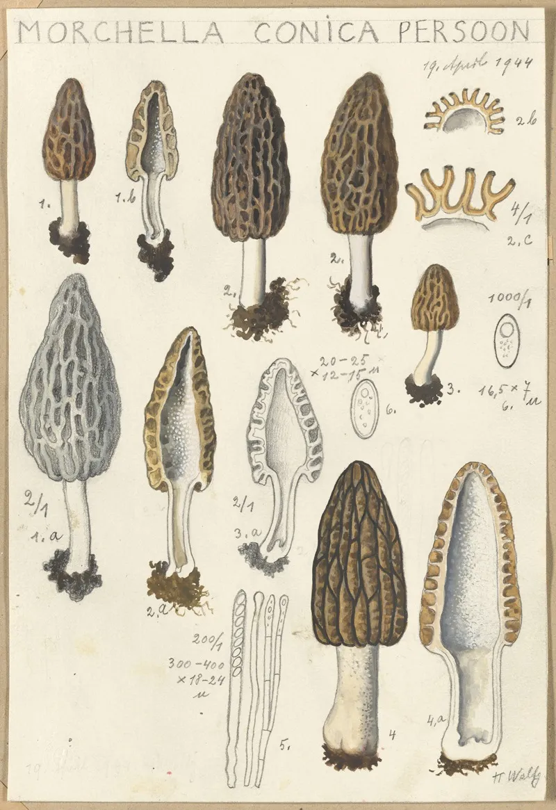 Morchella Conica Persoon Wall Art by Hans Walty - High-Resolution Digital Print