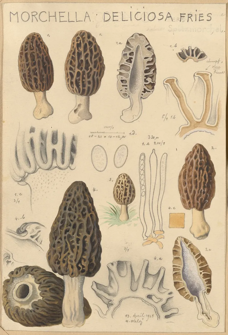 Morchella Deliciosa Wall Art by Hans Walty - High-Resolution Digital Print