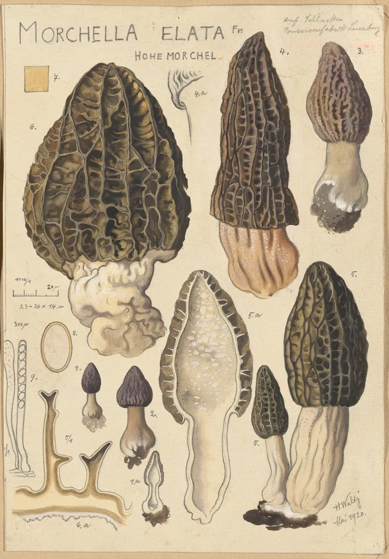 Morchella Elata Wall Art by Hans Walty - High-Resolution Digital Print