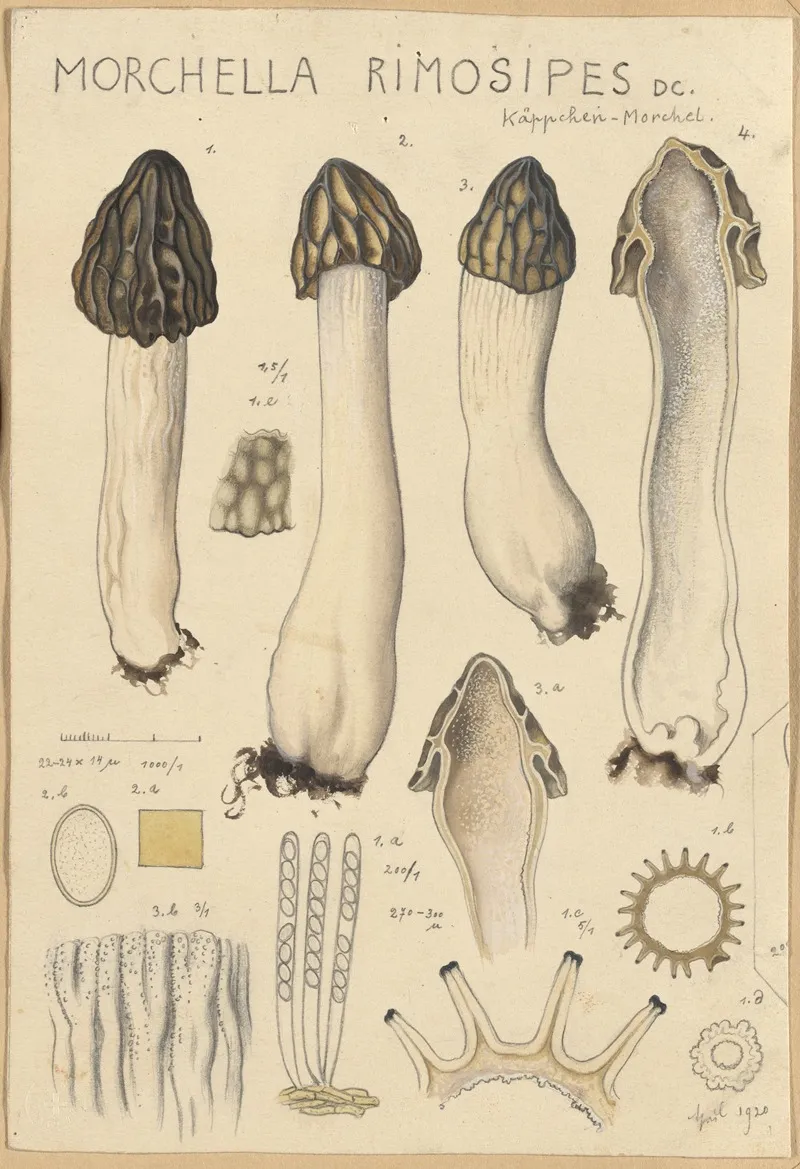 Morchella Rimosipes Wall Art by Hans Walty - High-Resolution Digital Print