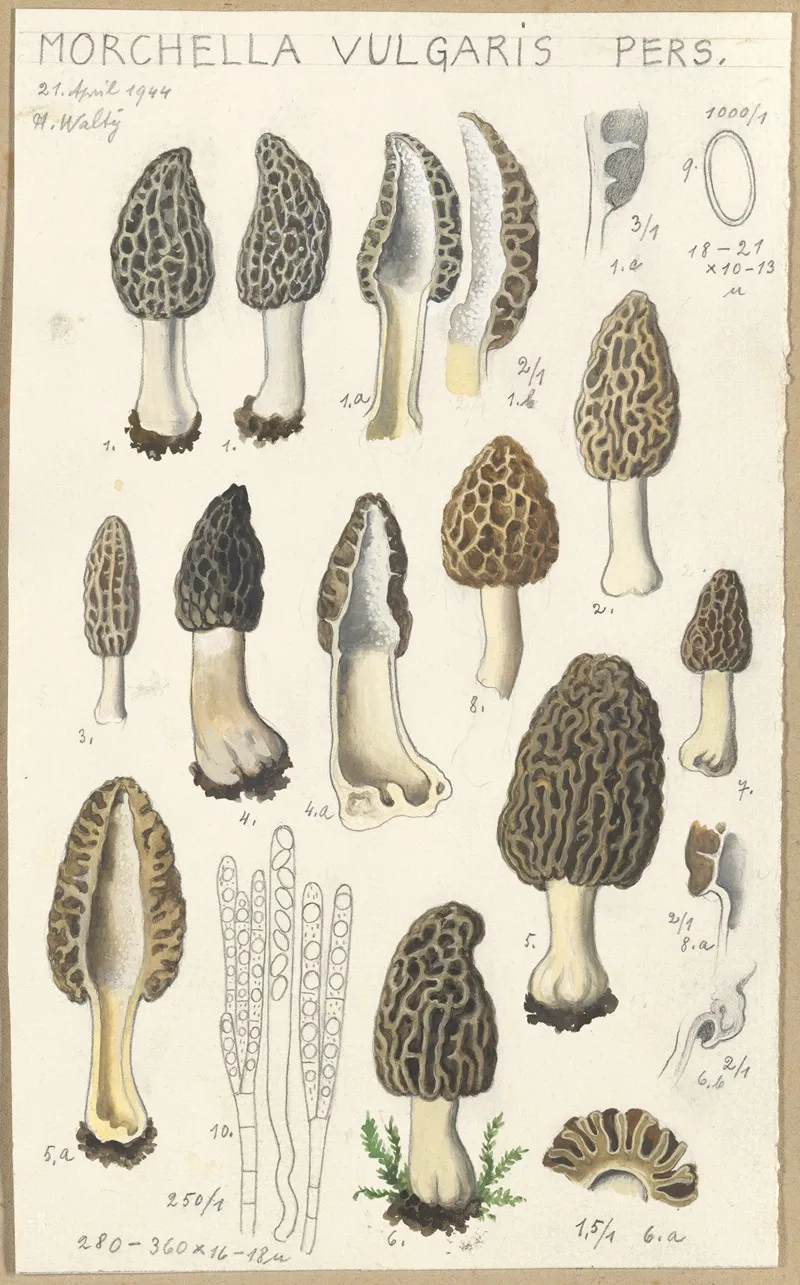 Morchella Vulgaris Wall Art by Hans Walty - High-Resolution Digital Print