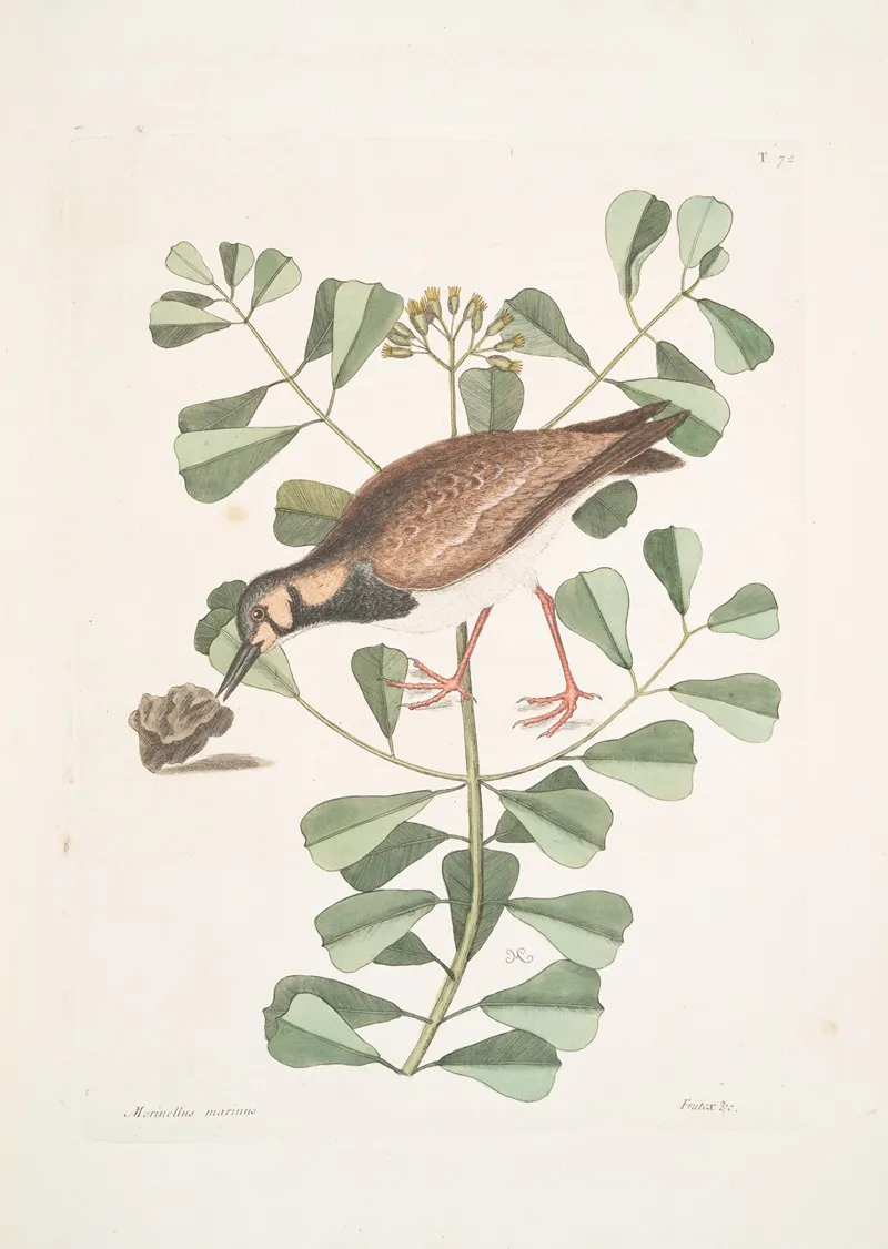 Morinellus Marinus The Turn Stone Or Sea Dottrel Frutex C Wall Art by Mark Catesby - High-Resolution Digital Print