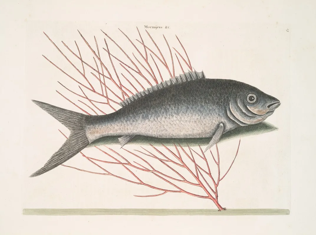 Mormijrus C The Bone Fish Wall Art by Mark Catesby - High-Resolution Digital Print