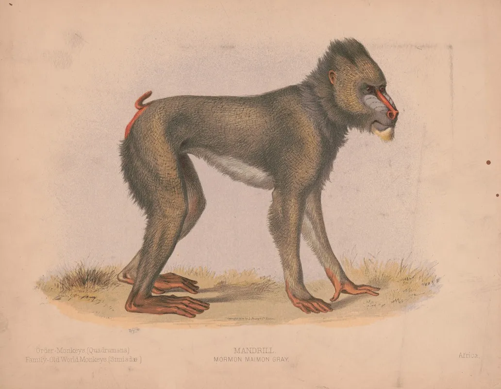 Mormon Maimon Gray