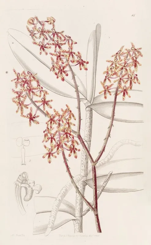 Morning Renanthera Wall Art by Sydenham Edwards - High-Resolution Digital Print