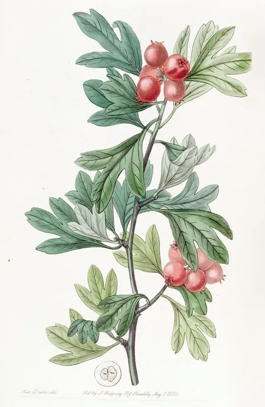 Morocco Hawthorn Wall Art by Sydenham Edwards - High-Resolution Digital Print