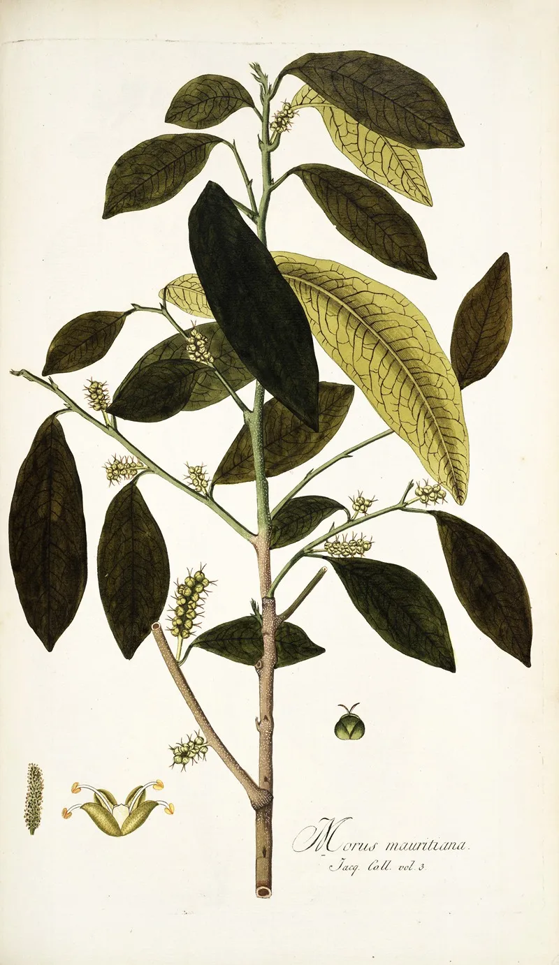 Morus Mauritiana Wall Art by Nikolaus Joseph Freiherr von Jacquin - High-Resolution Digital Print