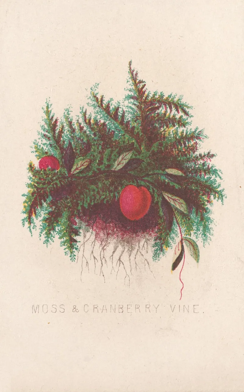 Moss Cranberry Vine