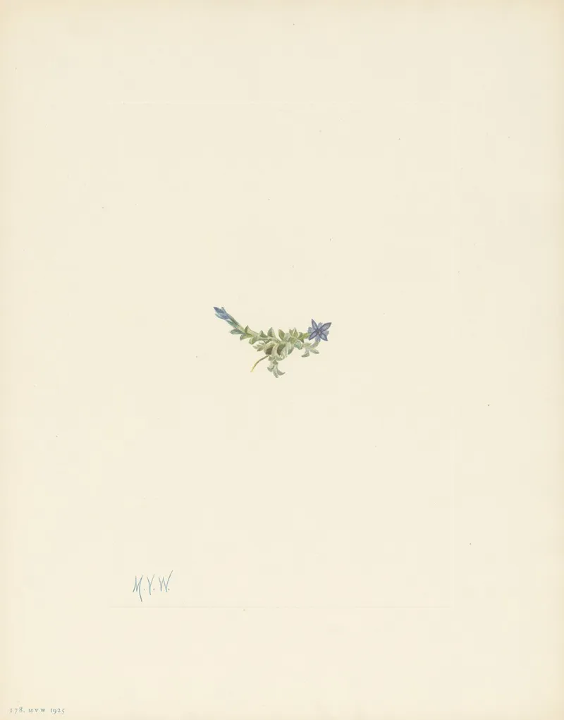 Moss Gentian Gentiana Prostrata 3