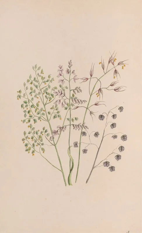 Moss Rose Wall Art by John Stevens Henslow - High-Resolution Digital Print
