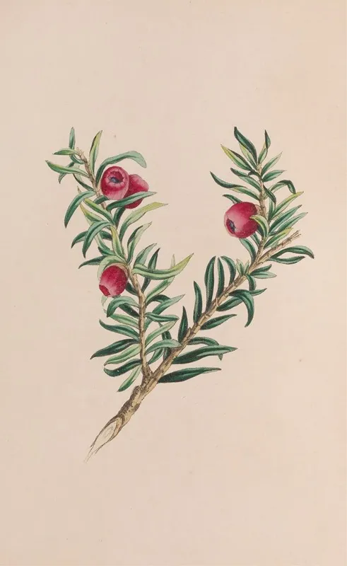 Moss Wall Art by John Stevens Henslow - High-Resolution Digital Print