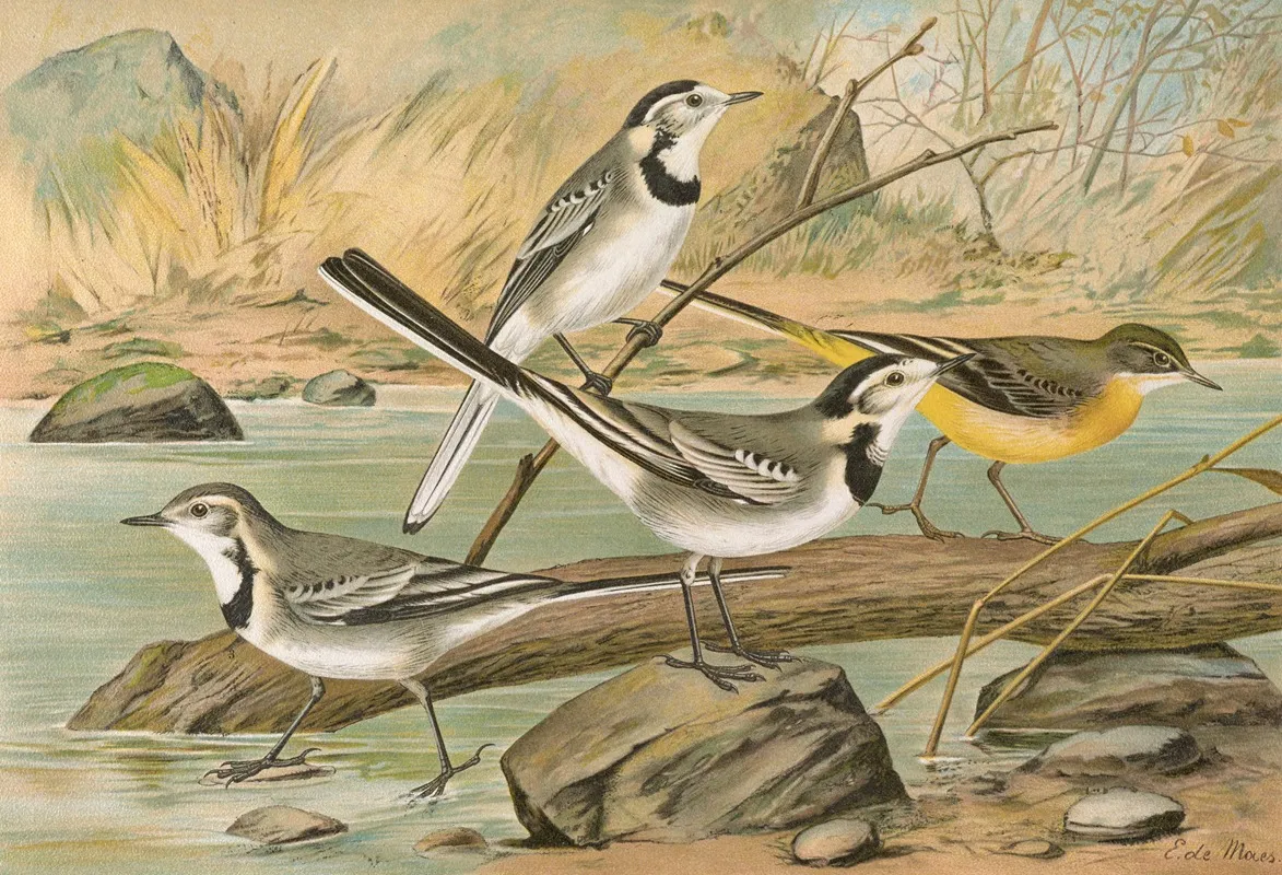 Motacilla Alba Motacilla Boarula Wall Art by Johann Friedrich Naumann - High-Resolution Digital Print