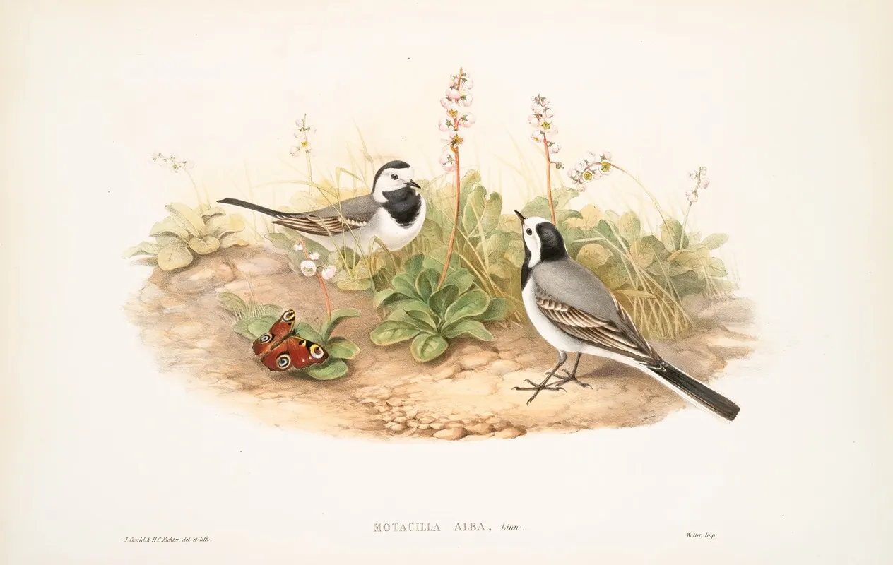 Motacilla Alba White Wagtail Wall Art by John Gould - High-Resolution Digital Print