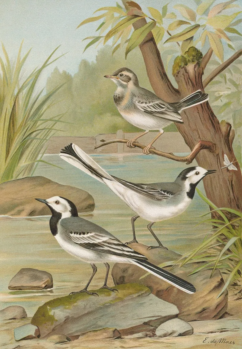 Motacilla Alba Wall Art by Johann Friedrich Naumann - High-Resolution Digital Print