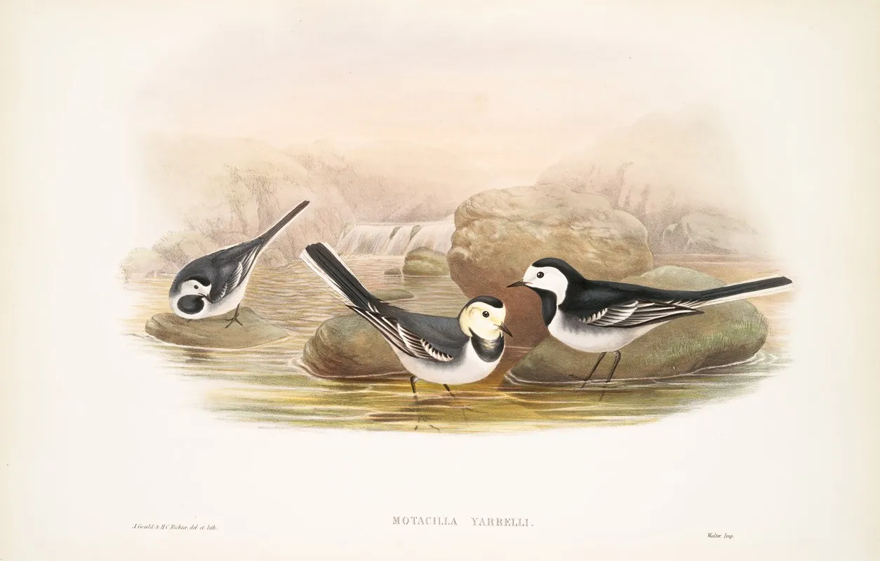Motacilla Yarrelli Pied Wagtail Wall Art by John Gould - High-Resolution Digital Print