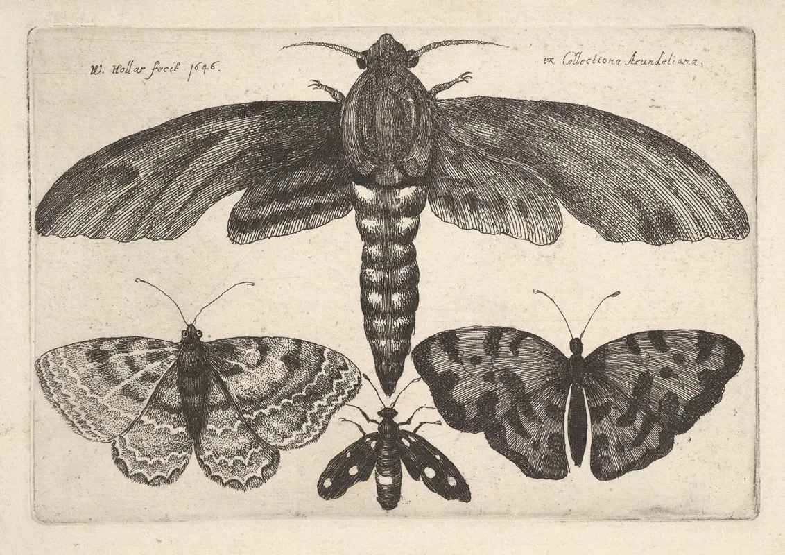 Moth And Three Butterflies