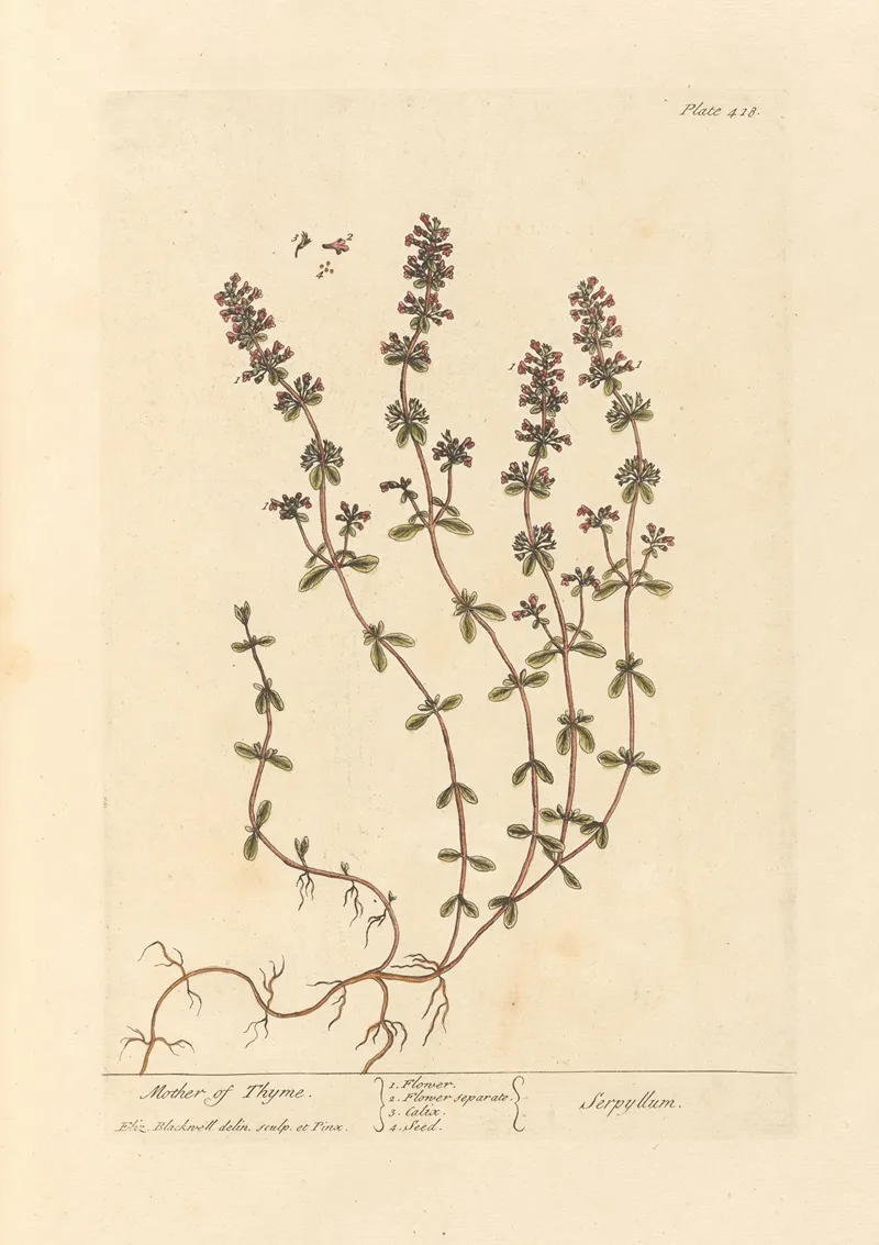 Mother Of Thyme Wall Art by Elizabeth Blackwell - High-Resolution Digital Print