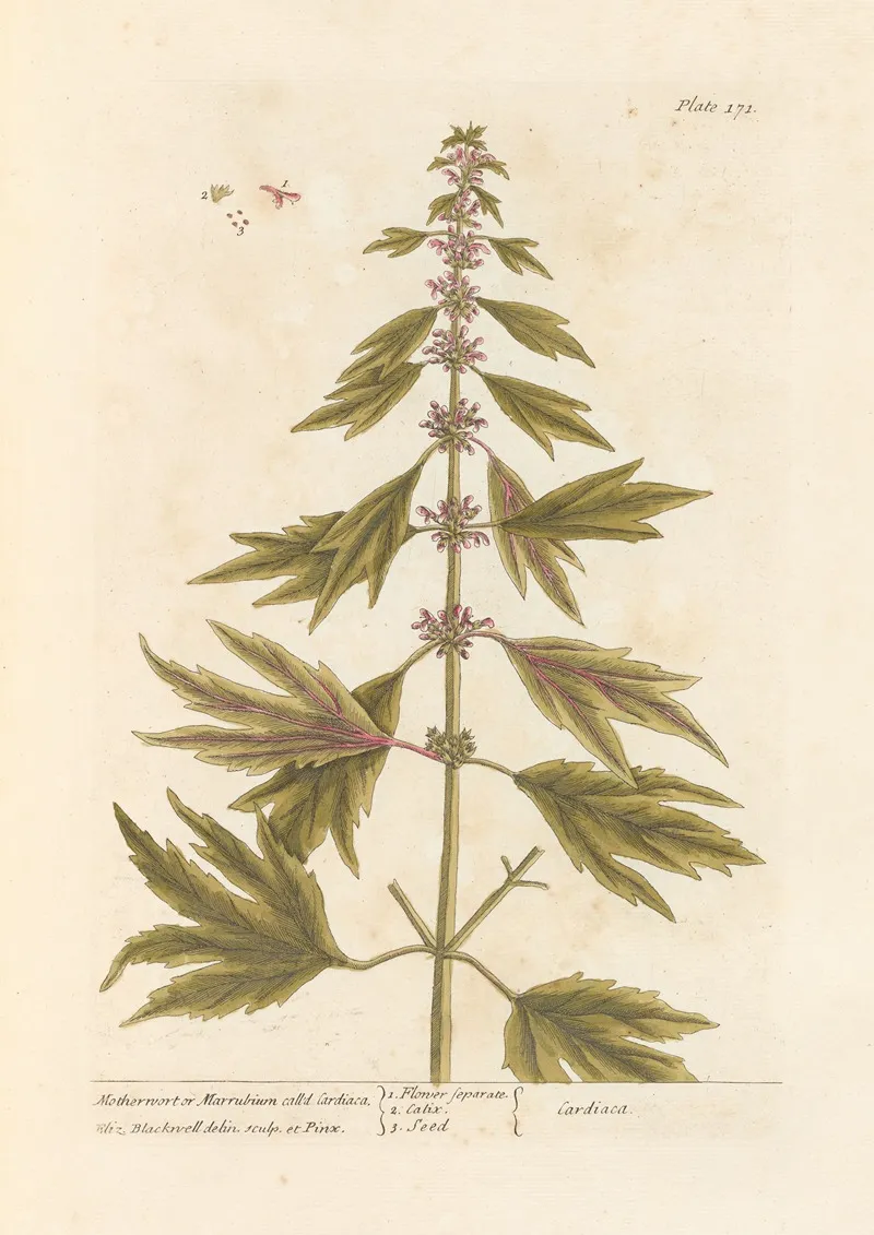 Motherwort Or Marrubium Wall Art by Elizabeth Blackwell - High-Resolution Digital Print