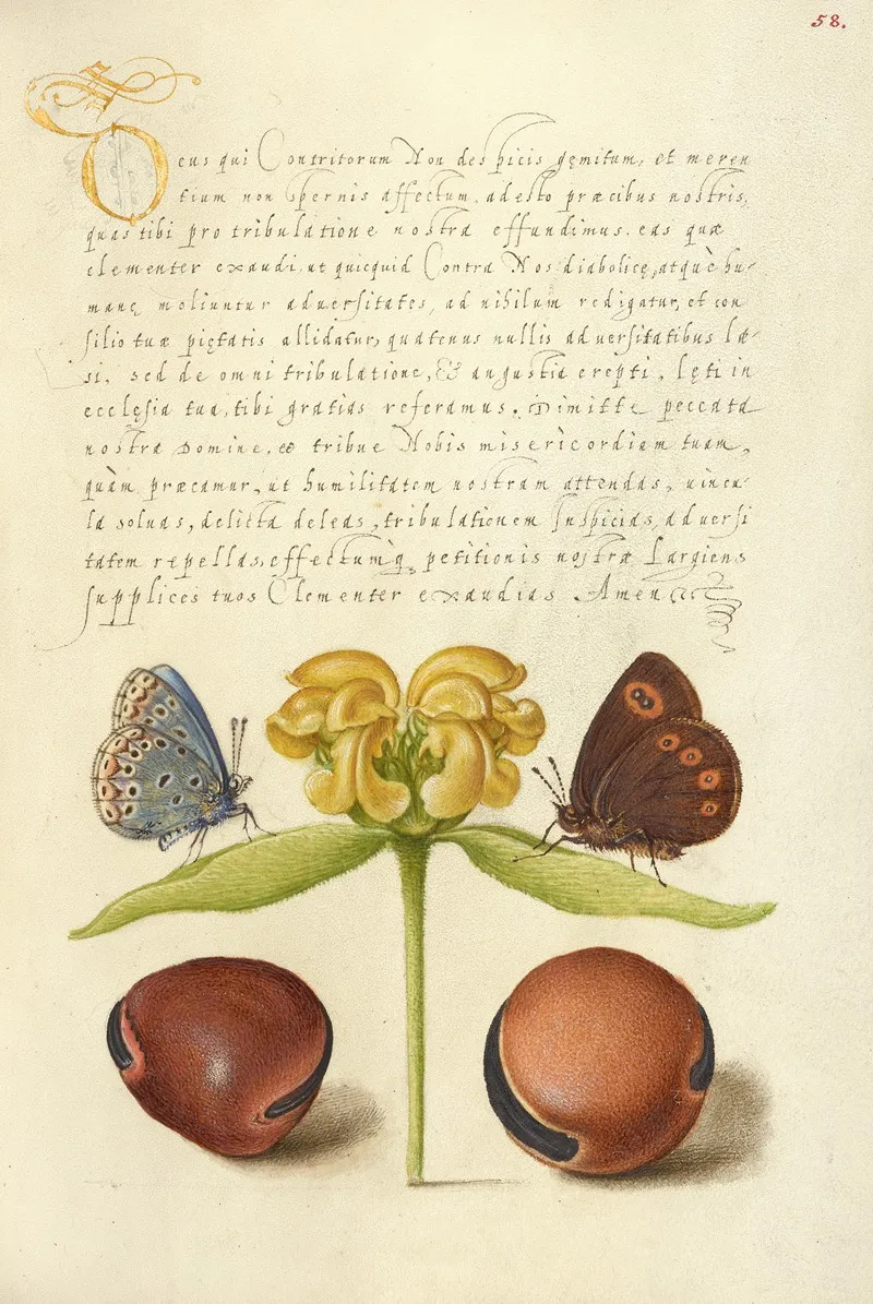 Moths Jerusalem Sage And Beans