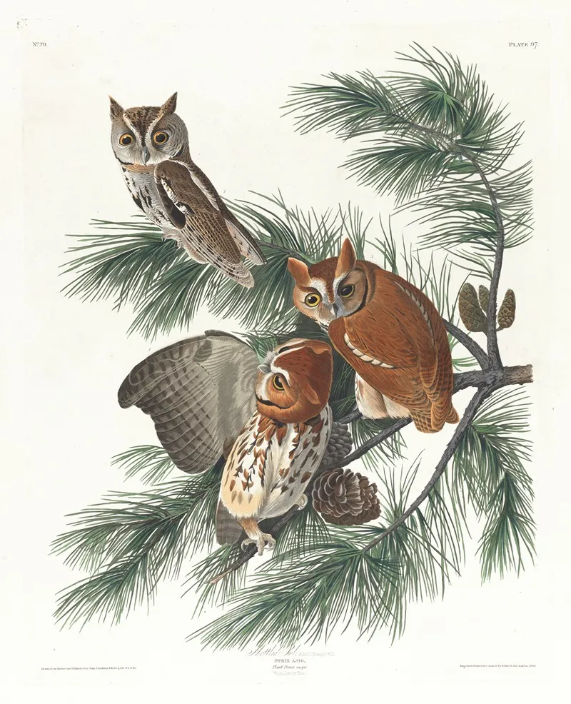 Mottled Owl 2 Wall Art by John James Audubon - High-Resolution Digital Print