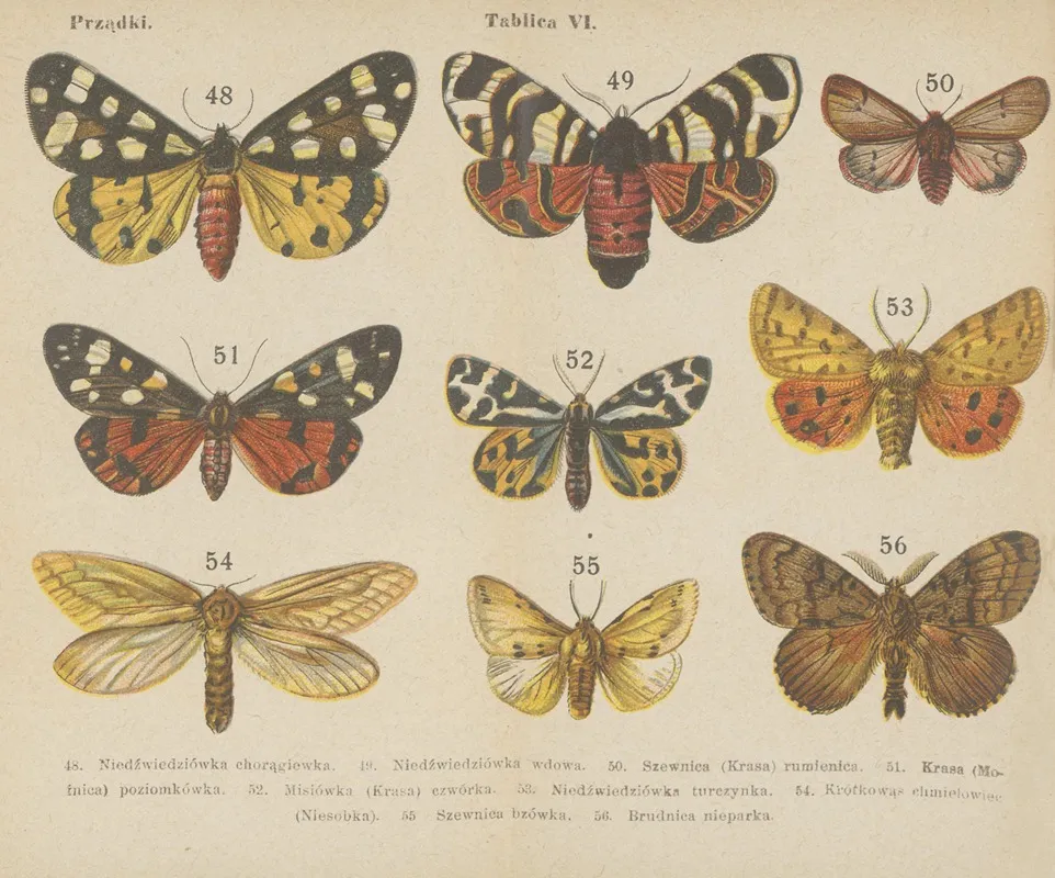 Motyle Atlasik Kieszonkowy Pl 06 Wall Art by Dr. M. Arct - High-Resolution Digital Print