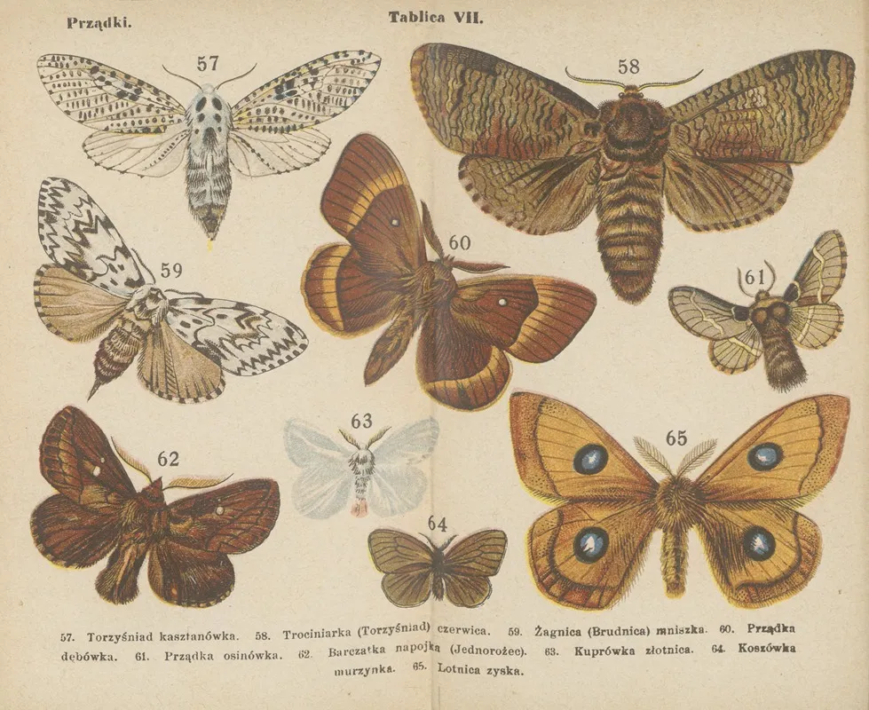 Motyle Atlasik Kieszonkowy Pl 07 Wall Art by Dr. M. Arct - High-Resolution Digital Print
