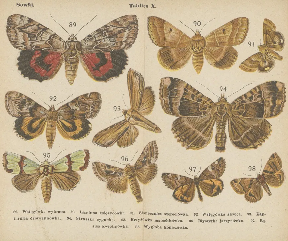 Motyle Atlasik Kieszonkowy Pl 10 Wall Art by Dr. M. Arct - High-Resolution Digital Print