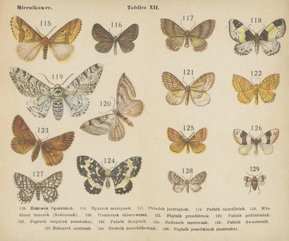 Motyle Atlasik Kieszonkowy Pl 12 Wall Art by Dr. M. Arct - High-Resolution Digital Print
