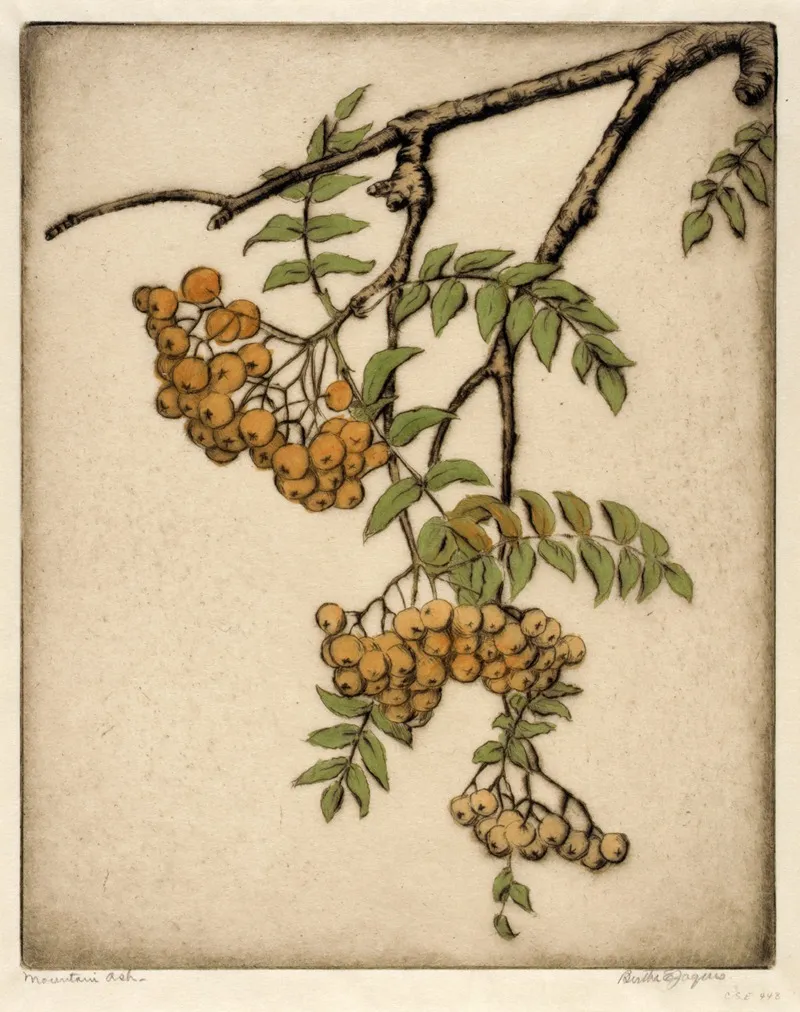 Mountain Ash 2