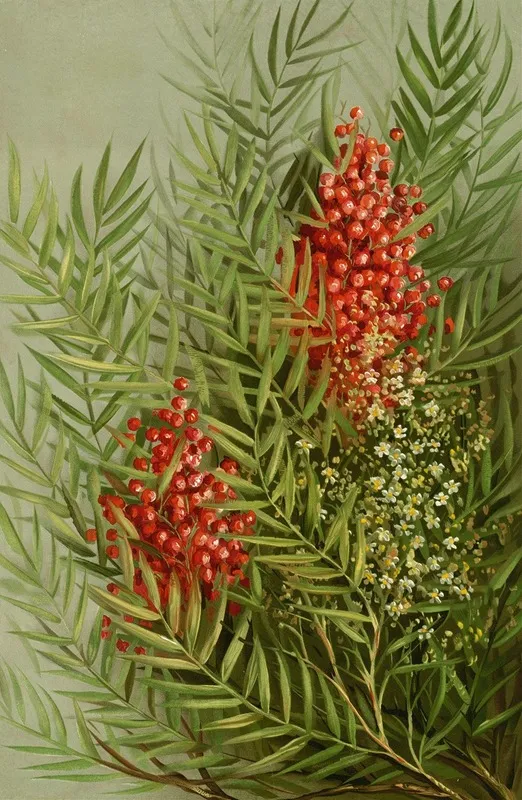 Mountain Ash